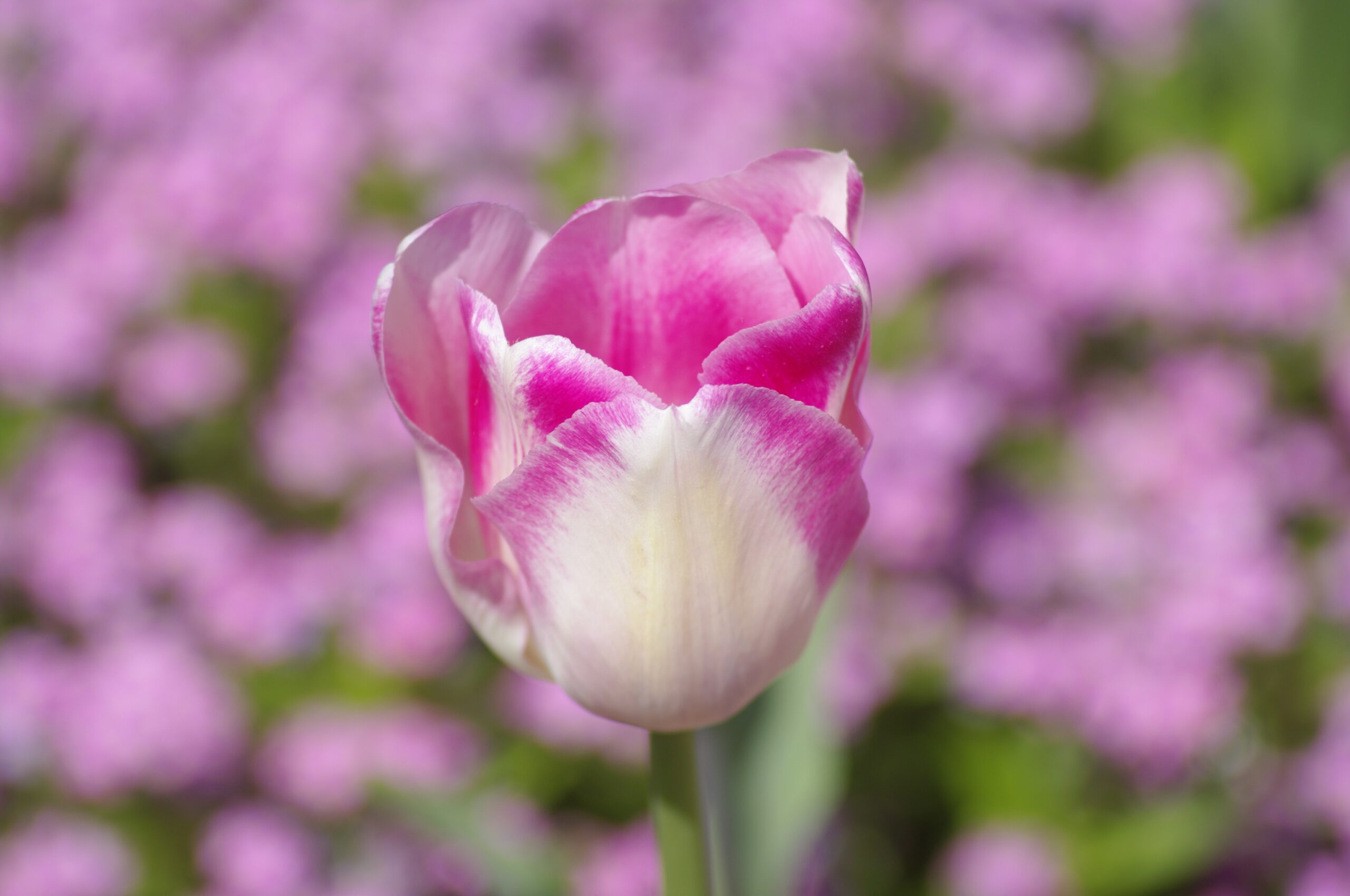 Hintergrundbild DITES-NOUS TOUT !