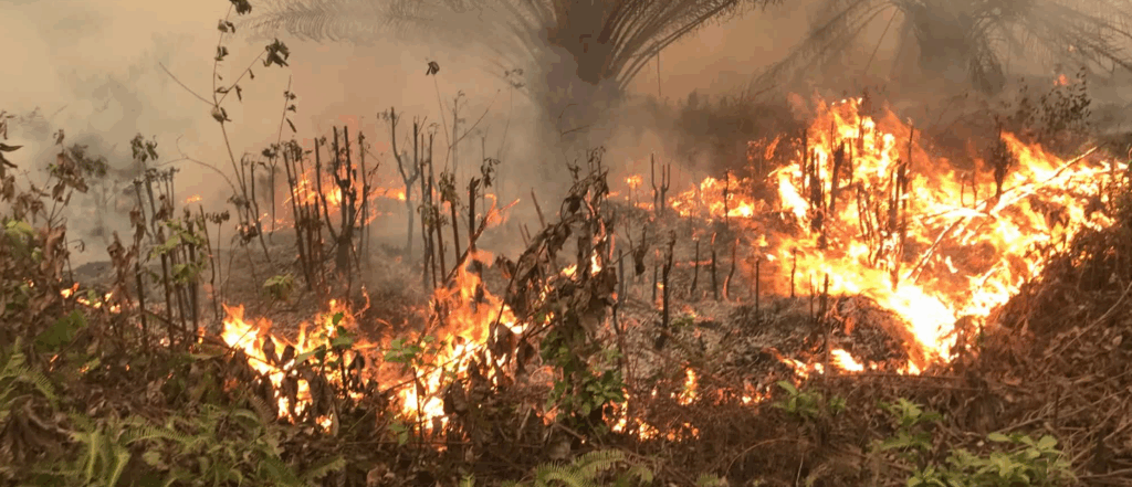 Brennende Palmöl-Plantage in Malaysia